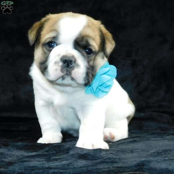 Buster, Miniature Bulldog Puppy